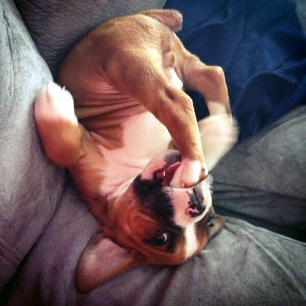 boxer-puppies-08.jpg