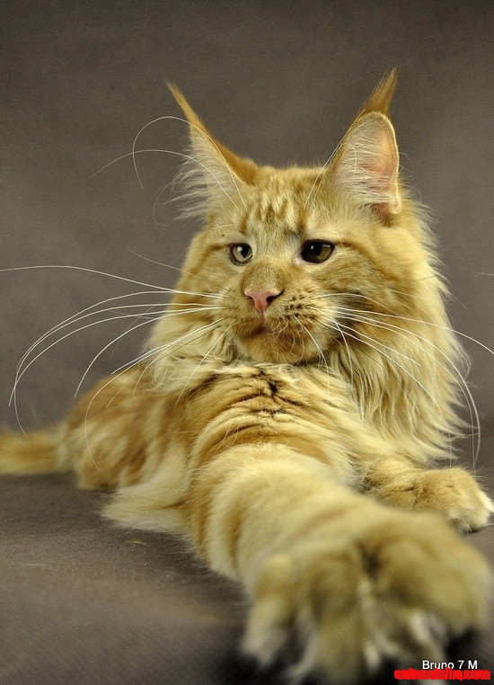 Bruno-Maine-Coon-cat.jpg