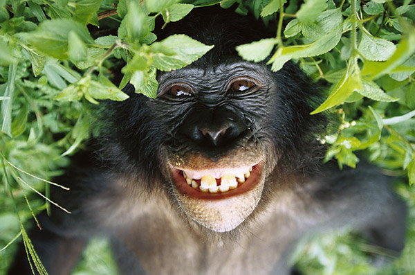 bonobo.jpg