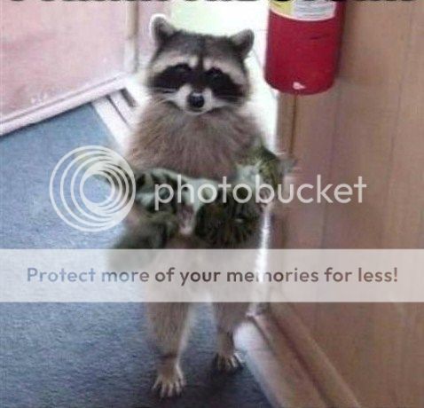 Raccoon.jpg