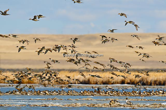 pintail-ducks-flying-3462.jpg