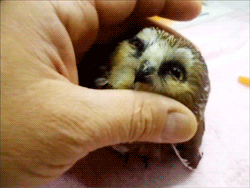 JeeLSsU.gif