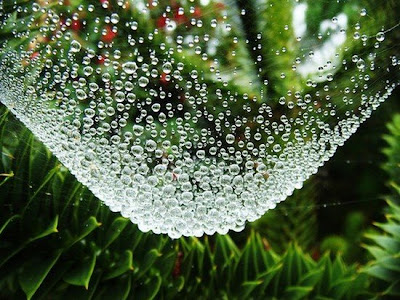 spiderweb-144.jpg
