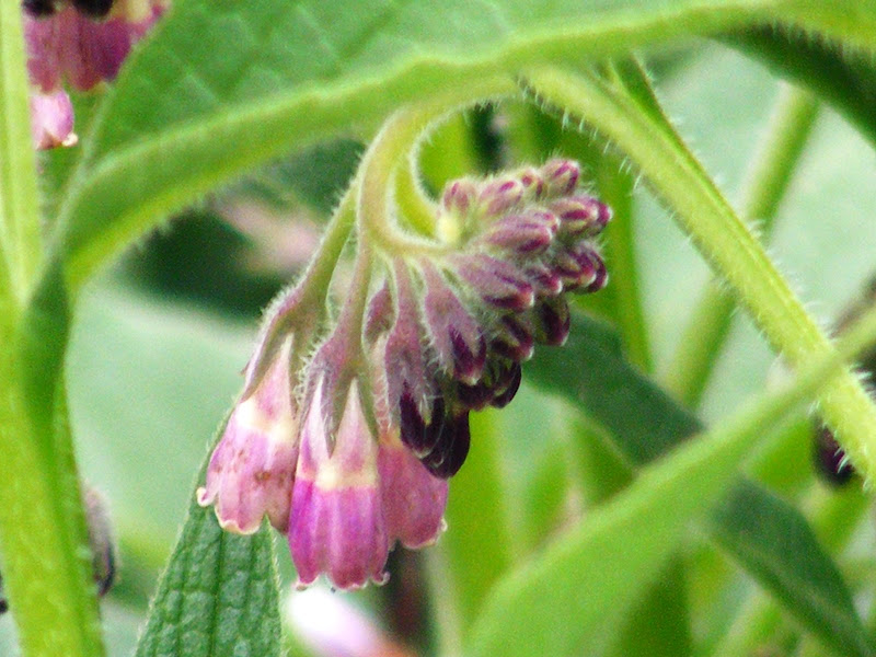 DSCF0016.JPG