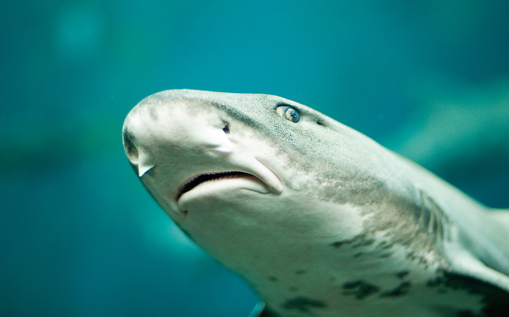 Triakis_semifasciata_head.jpg