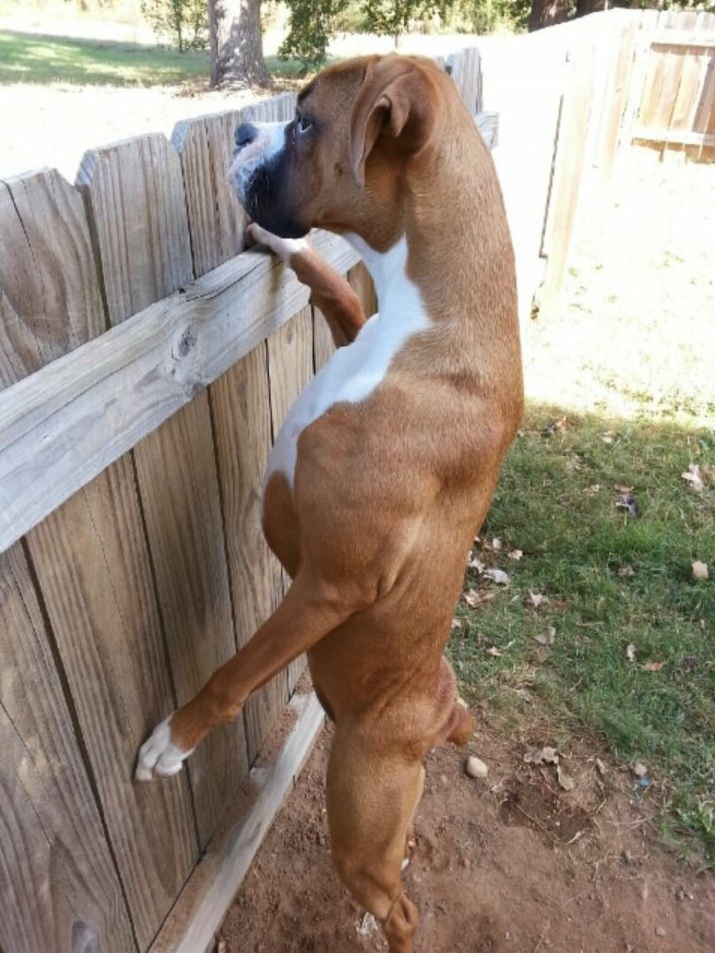 boxer-dog-funny.jpg
