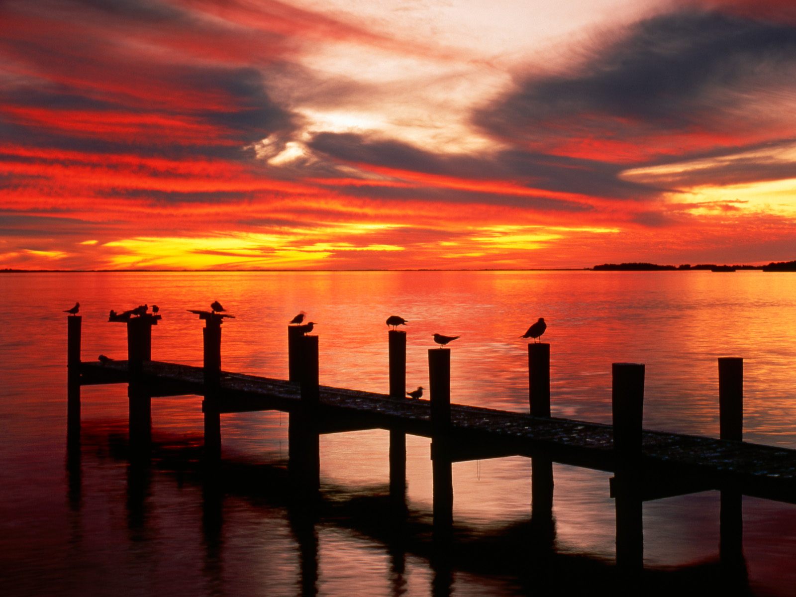 seagulls_at_sunset_florida-normal.jpg