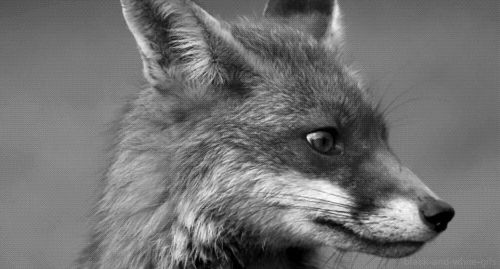 tumblr_mu06ledzsK1rf75auo1_r3_500.gif