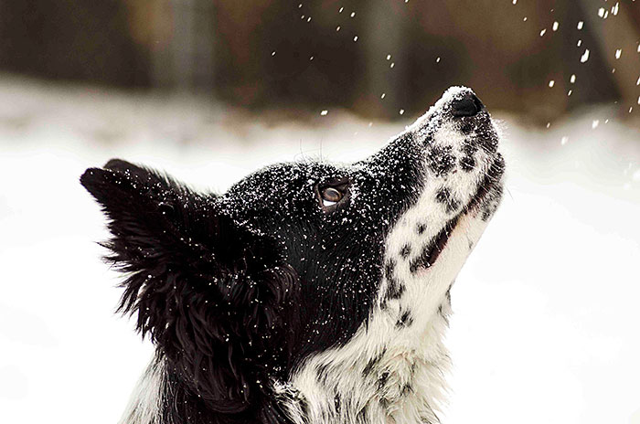 animals-and-first-snow-dog-3__700.jpg
