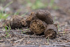 dog-poop-close-up-photo-some-shit-ground-39063851.jpg