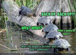funny+turtle.jpg