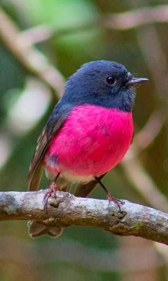 beatifull+bird.jpg