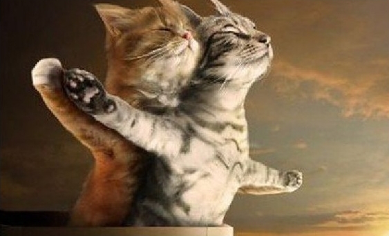 titanic-cats.jpg