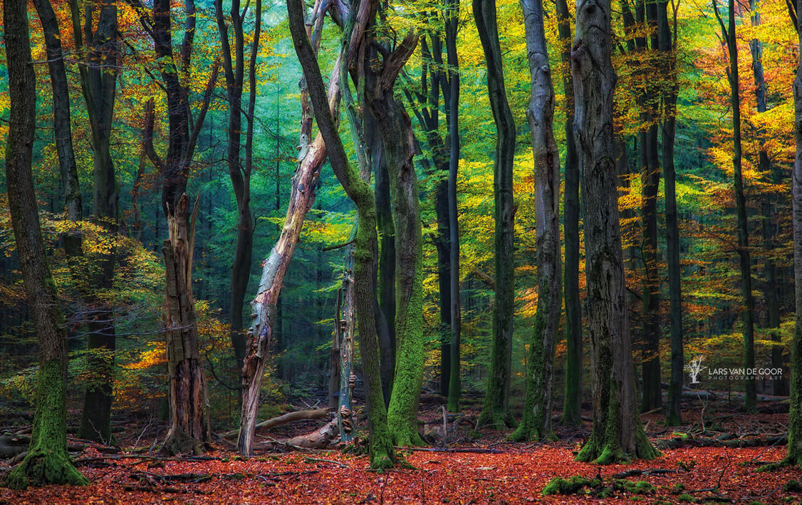 speulder_forest_by_larsvandegoor-d6mrem2.jpg