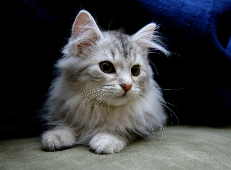 Siberian_Kitten_no__5_by_Mischi3vo.jpg
