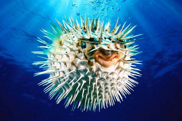 Pufferfish.jpg