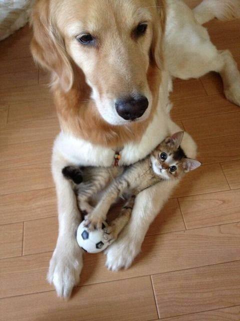 mixed-species-dog-and-kitten.jpg