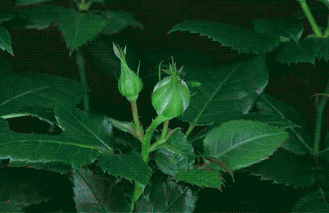 tumblr_mb66blu0dG1rosyxqo1_500.gif