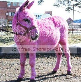 pink_donkey.jpg