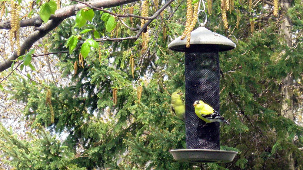 american-goldfinch-feeder.jpg