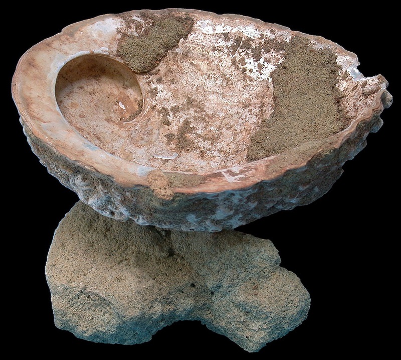 Blombos-Cave-Paint-Bowl.jpg