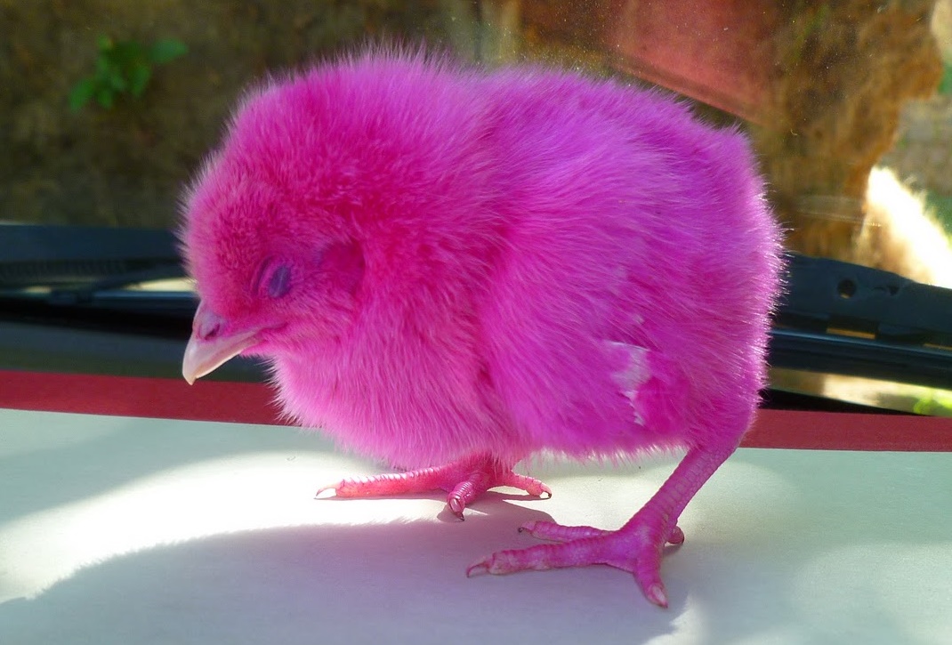 pink-chicken-3.jpg