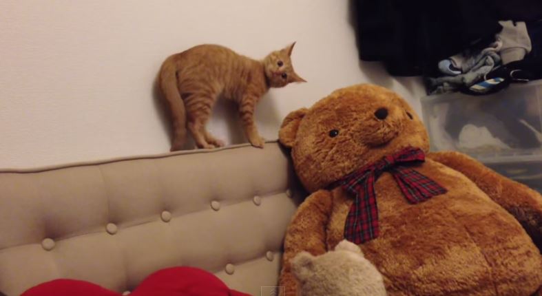 fh5me-catteddybear.JPG