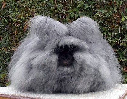 English-Angora-Rabbit-Breed.jpg