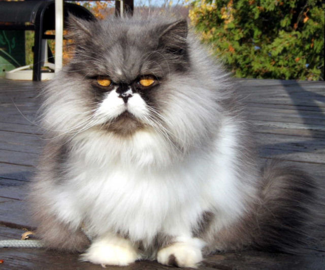 persian+cat.jpg