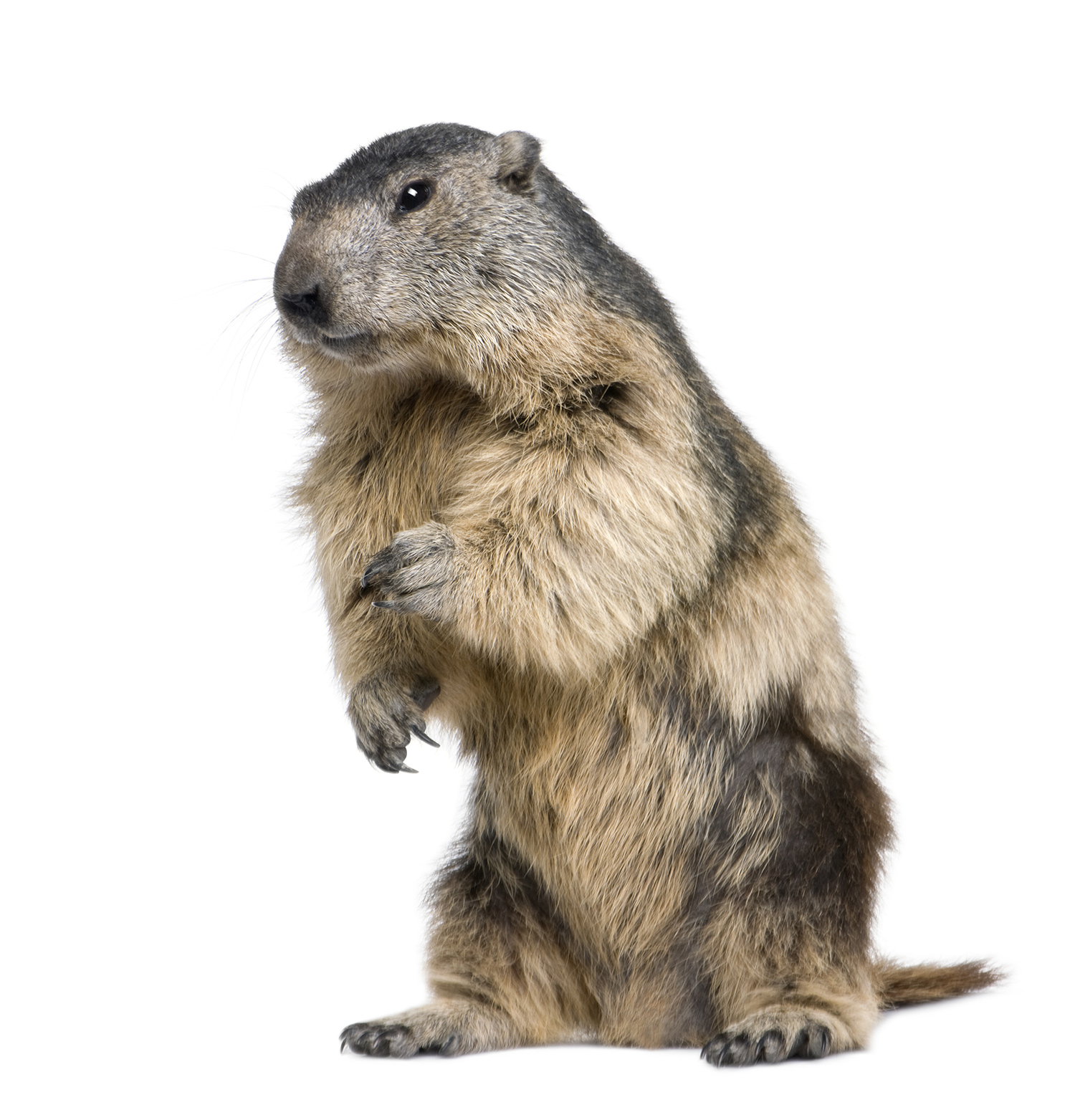 groundhog.jpg