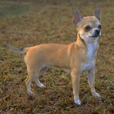 chihuahuaSmoothThumb.jpg