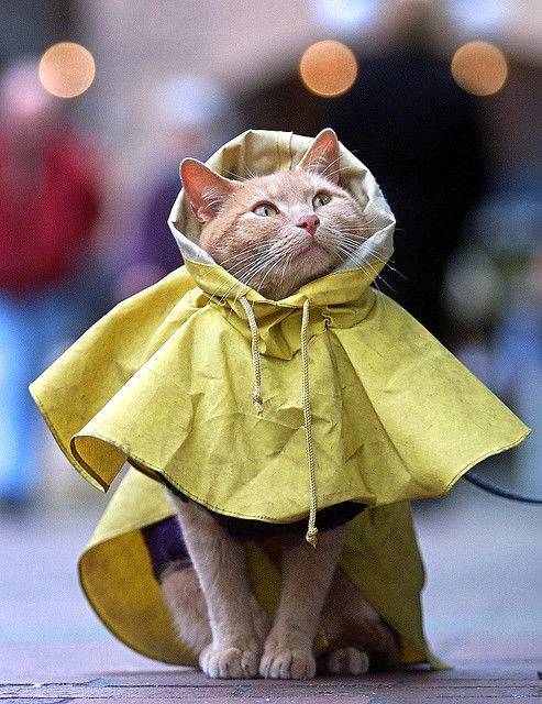 Raining+cats+and+dogs.jpg