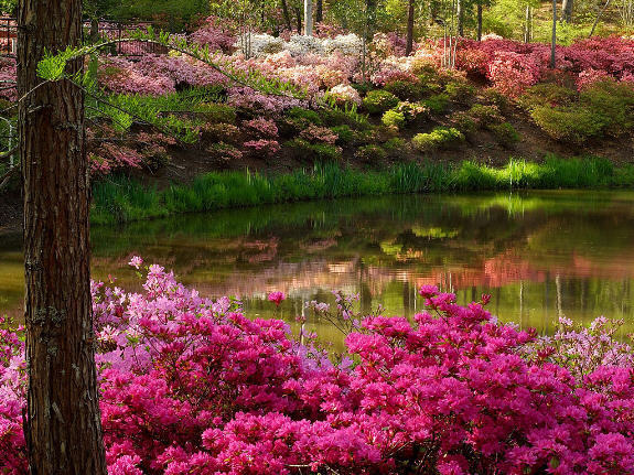 flower-garden-spring-13476295-575-431.jpg