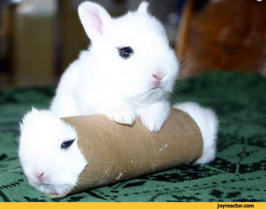 cute-bunny-sandbox-1077387.jpeg