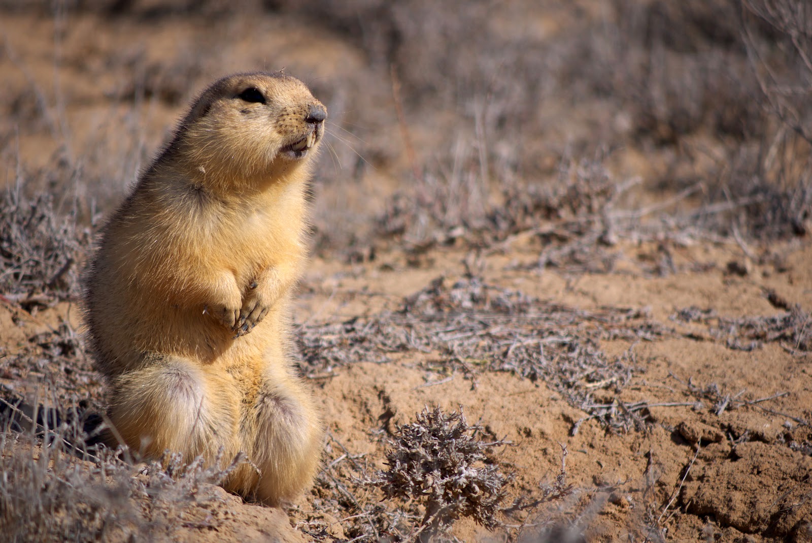 Gopher3.jpg