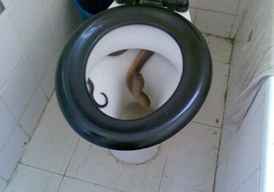 toilet-snake.jpg