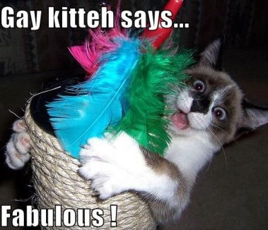 gaycat_fabulous.jpg