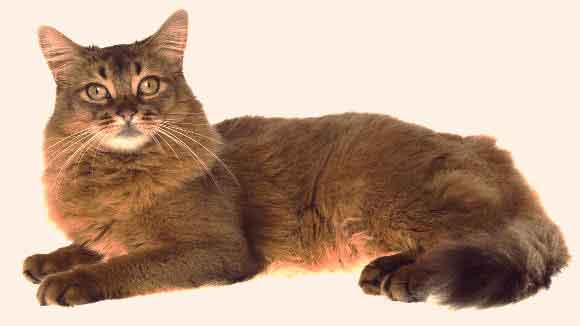 Wild-Cat-Breeds-Large.jpg