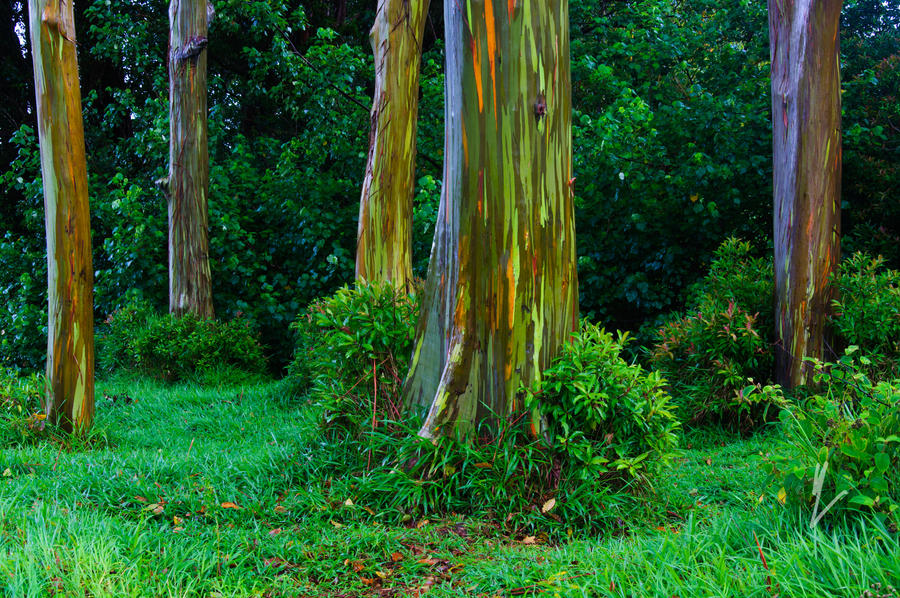 rainbow_eucalyptus_grove_by_mikewheels-d6534d2.jpg