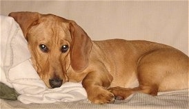 BassetLabmixOllie11Months.JPG