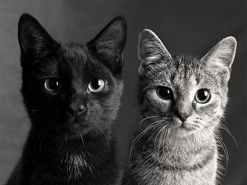 beautiful-black-and-white-cat-cats-cute-kittehs-Favim.com-88124.jpg