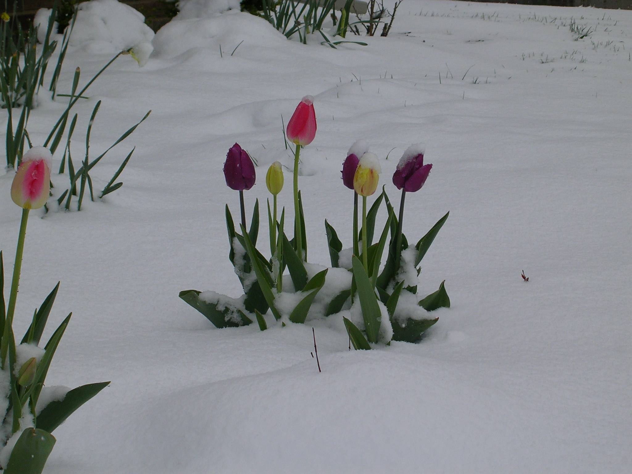Snow-Flowers.jpg