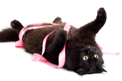 cat-ribbon.jpg