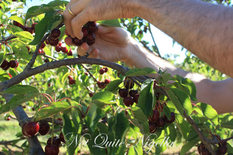 orange-picking-cherries.jpg