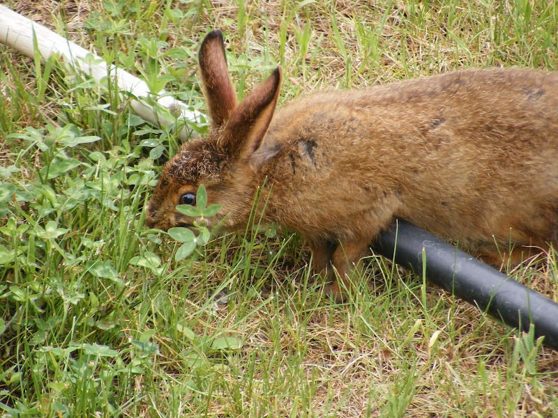 DSCF5530.jpg