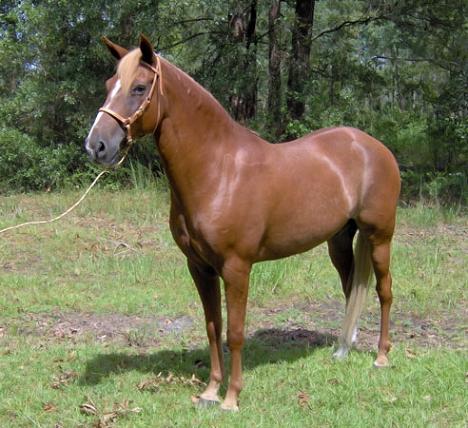 horse.jpg