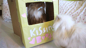 tumblr_nd76x1jAWb1rkallao1_400.gif