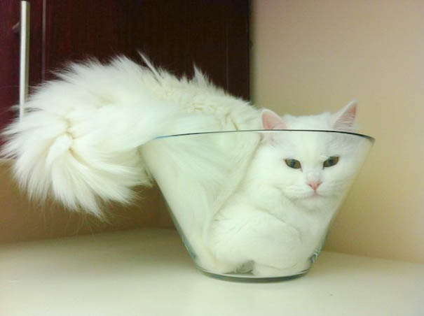 funny-cats-if-it-fits-i-sits-21.jpg