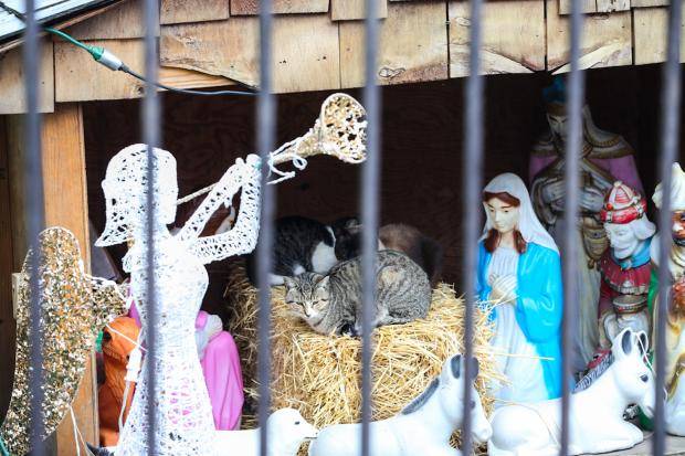24-times-cats-crashed-nativity-scenes-22.jpg
