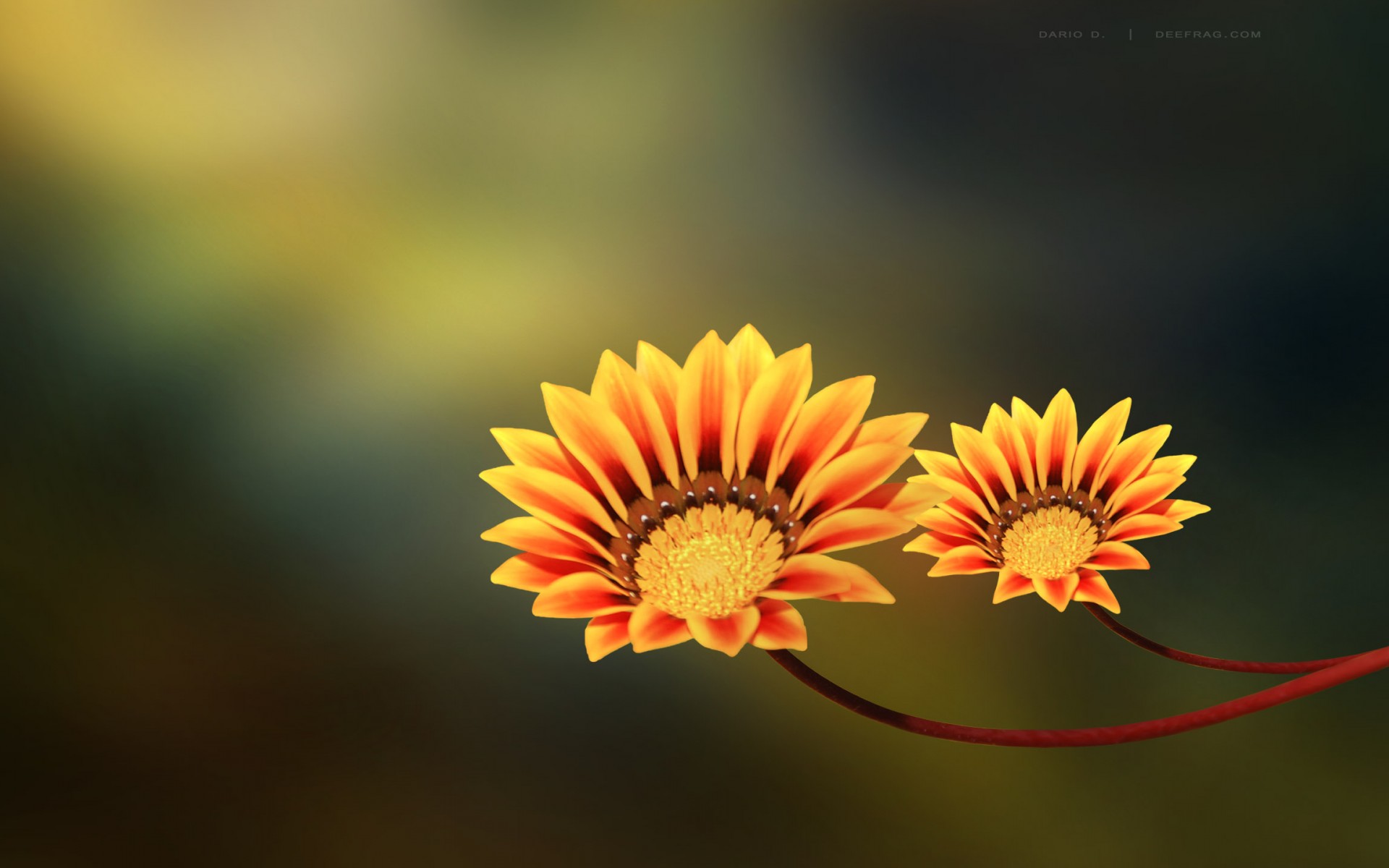 cute-flower-backgrounds1.jpg